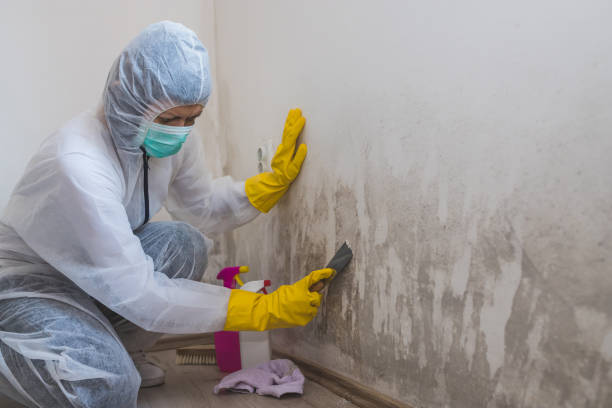 Best Attic Mold Removal  in Nevada, IA