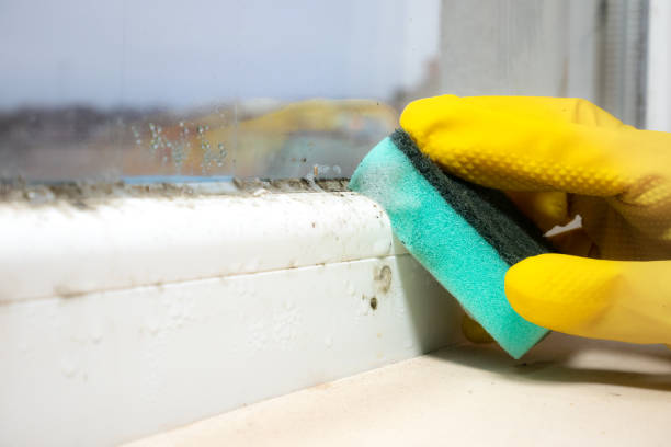 Best Mold Remediation Experts  in Nevada, IA