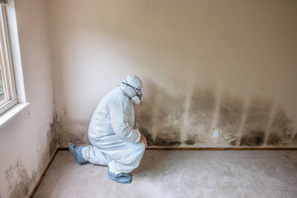 Best Mold Testing and Removal  in Nevada, IA