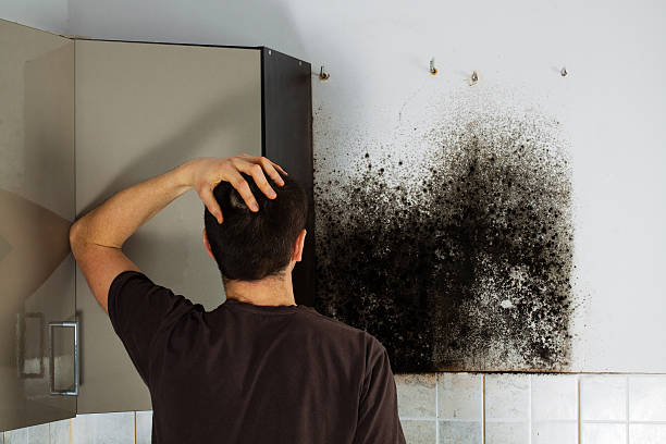 Reliable Nevada, IA Mold Removal Solutions