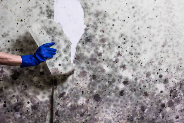 Best Mold Damage Repair  in Nevada, IA