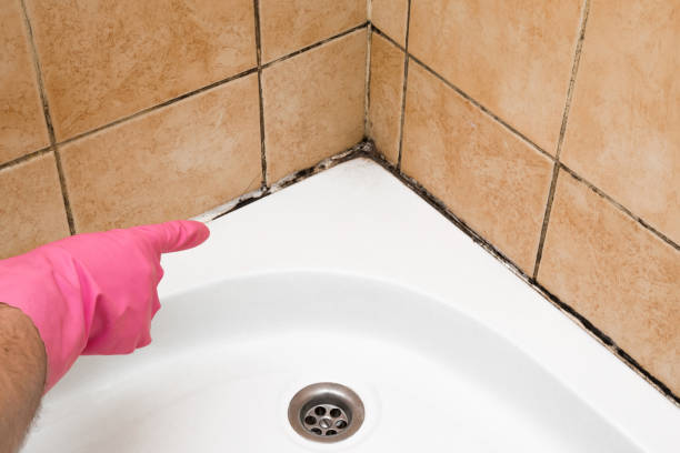 Mold Testing and Removal in Nevada, IA